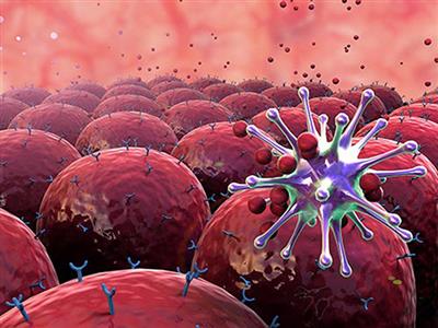 Bổ sung tế bào NK từ chất fucoidan: Hy vọng mới cho bệnh nhân ung thư